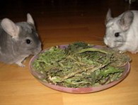 Kräuter