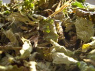 Kräuter