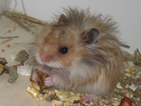Hamsterfutter