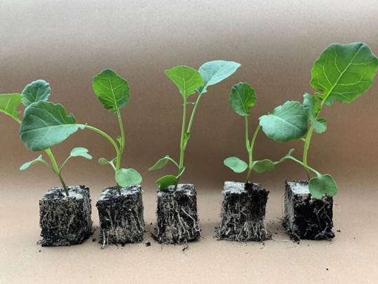 Broccoli Jungpflanze 5 Stück