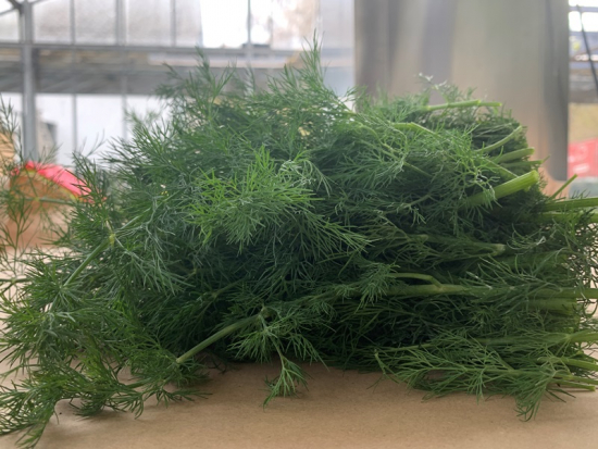 Dill frisch 500 g