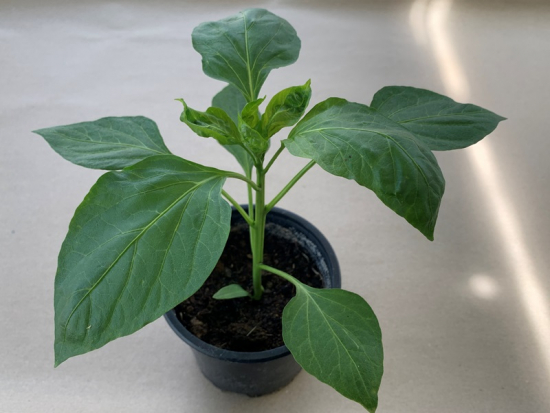 Paprika rot für Meerschweinchen 1 Topf