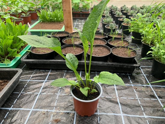 Echinacea purpurea im Topf