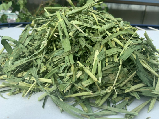 Grüner Dinkel 1.Schnitt 2024