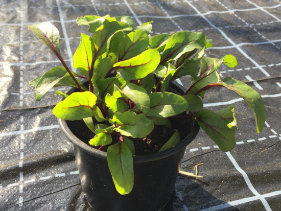 Rote Bete im Topf