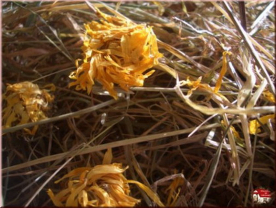 Ringelblumenheu 1000 g