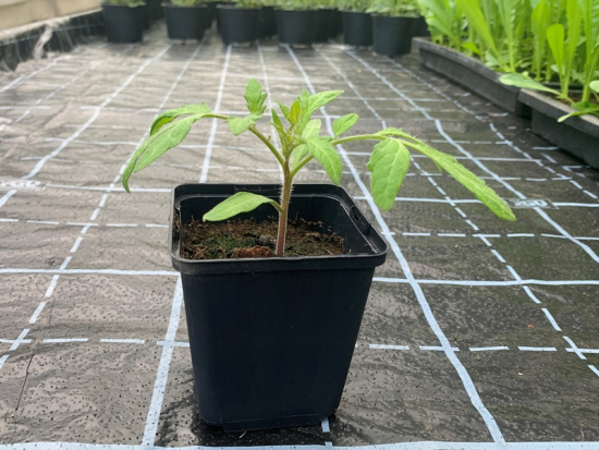 Tomate im Topf - alte Sorte