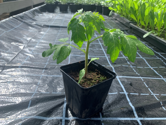 Harzfeuer Tomate im Topf