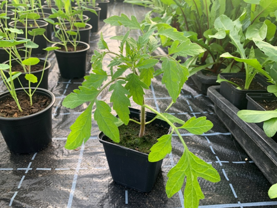 Eiertomate im Topf
