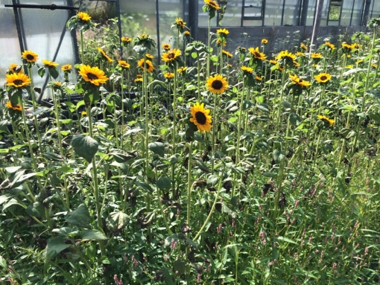 Sonnenblumenstrauß frisch 3 Stück