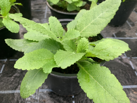 Wiesensalbei im Topf