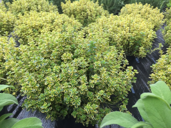 Zitronen Thymian frisch 50 g