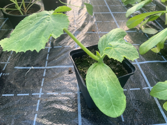 Zucchini im Topf