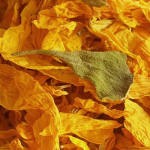 Sonnenblumenblüten Ernte 2024