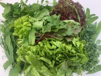 Frischekiste Salat und Kräuter 3000g