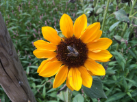 Sonnenblumenstrauß frisch 3 Stück